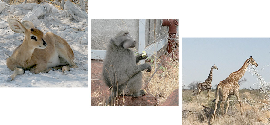 Podcast打卡世界第19集,納米比亞Namibia-野生動物