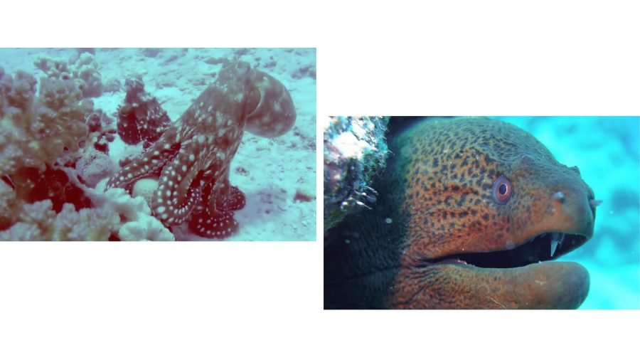 這裡的珊瑚礁是全球最古老、最完整的生態系之一，熱帶小丑魚、巨型石斑、藍黃轟魚、刺豚魚輪番登場